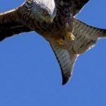 H67A7920.jpg Milan royal en chasse