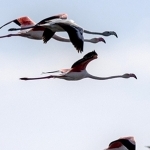 H67A8056.jpg Vol de flamands roses