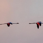 H67A8170.jpg La rentrée des Flamands