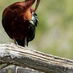 H67A8281.jpg Toilette de l'ibis noir