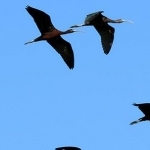 H67A8638.jpg Vol d'ibis noirs