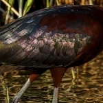 H67A8702.jpg Ibis noir