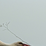 H67A8902.jpg Cigogne préparant son nid