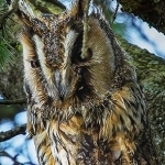 H67A9030.jpg Hibou moyen duc Tonquédec 22